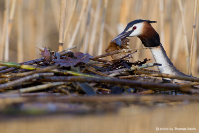 Great Crested Grebe nest building