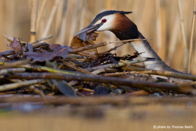 Great Crested Grebe nest water