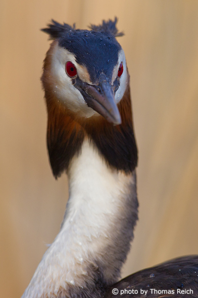 Great Crested Grebe long white neck