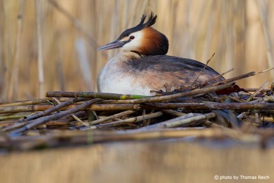 Great Crested Grebe hatching eggs