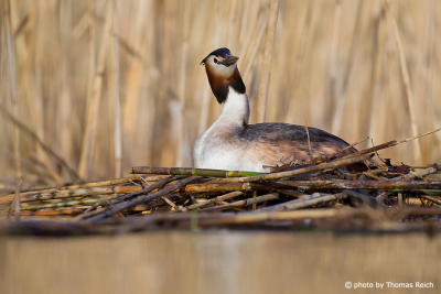 Great Crested Grebe at breeding place