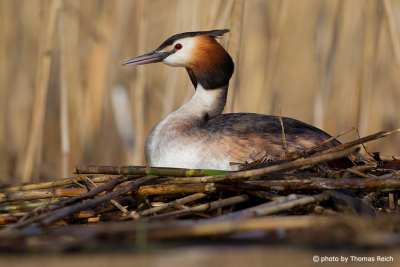 Great Crested Grebe hatching eggs on nest