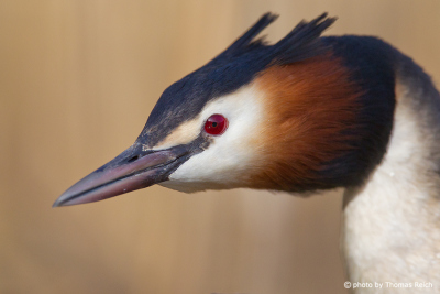 Great Crested Grebe threat gesture