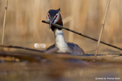 Great Crested Grebe is building the nest