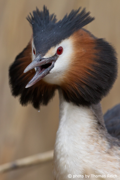 Great Crested Grebe warning call