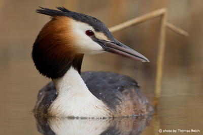 Great Crested Grebe floating on lake surface