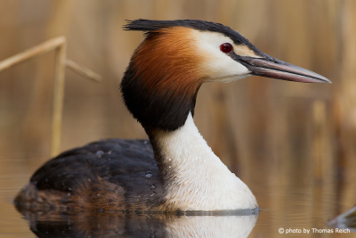 Great Crested Grebe in freshwater lake