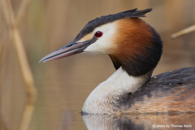 Long neck of Great Crested Grebe