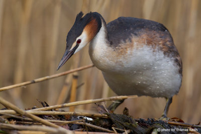 Great Crested Grebe feet