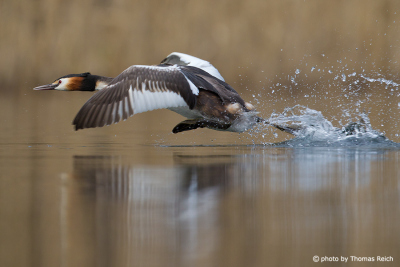 Great Crested Grebe starts to fly