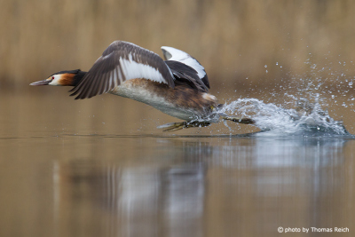 Great Crested Grebe in flight