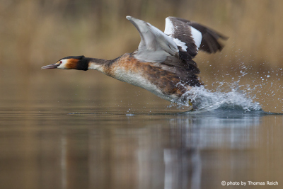 Great Crested Grebe landing