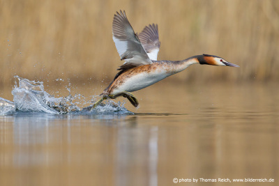 Great crested grebe flying speed