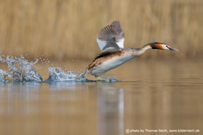 Great Crested Grebe flight image