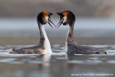 Great Crested Grebe mating dance