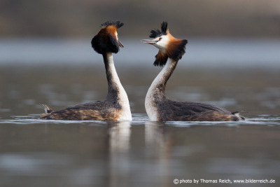 Great Crested Grebe Courting