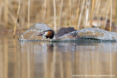 Great Crested Grebe threat behaviour