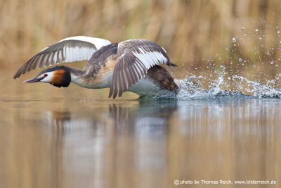 Great Crested Grebe belly landing