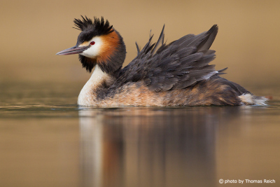 Great Crested Grebe plumage