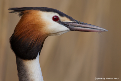 Great Crested Grebe crown feathers