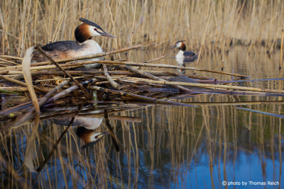 Great Crested Grebe nesting in reed