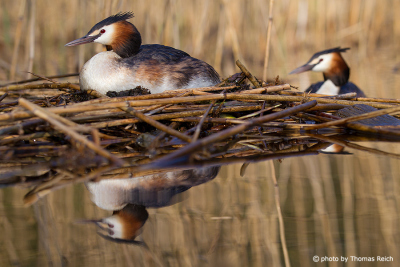 Great Crested Grebe breeding couple at nest