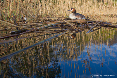 Great Crested Grebe male and female at nest