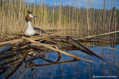 Breeding great crested grebe on nest