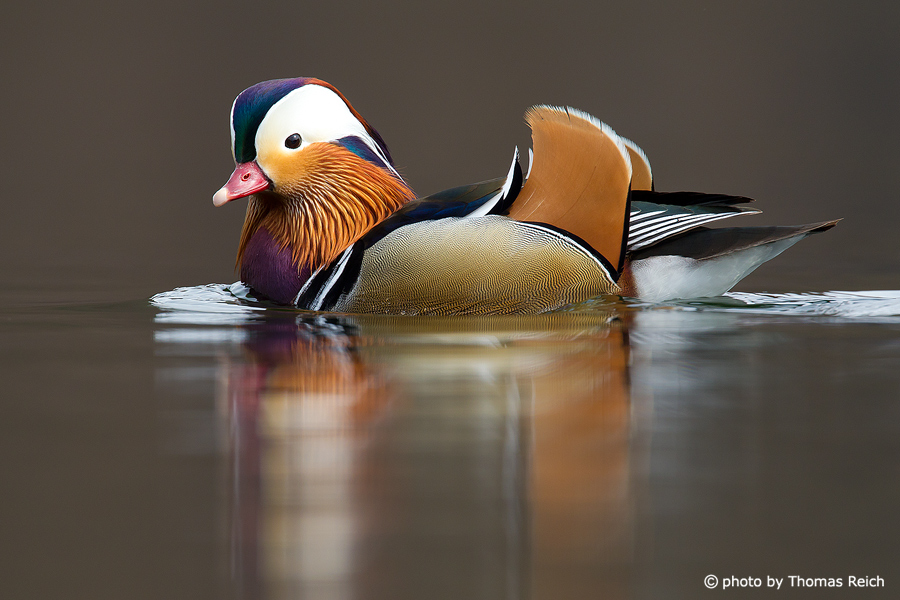 Mandarin Duck colorful