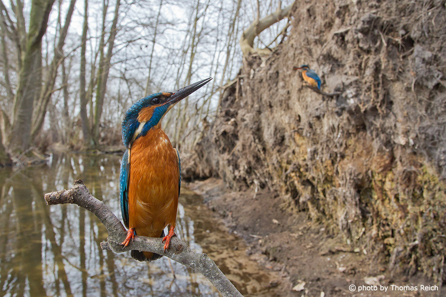 Common Kingfisher couple at breeding site