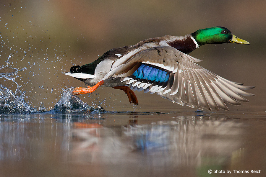 Mallard duck male in flight