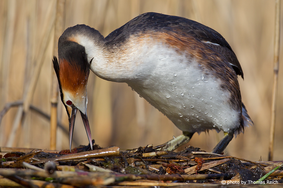 Great Crested Grebe build a nest