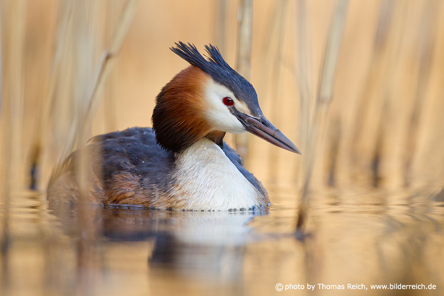 Great Crested Grebe in golden reed