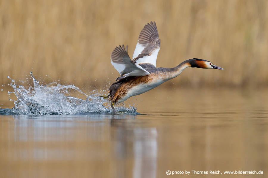 Great Crested Grebe flying