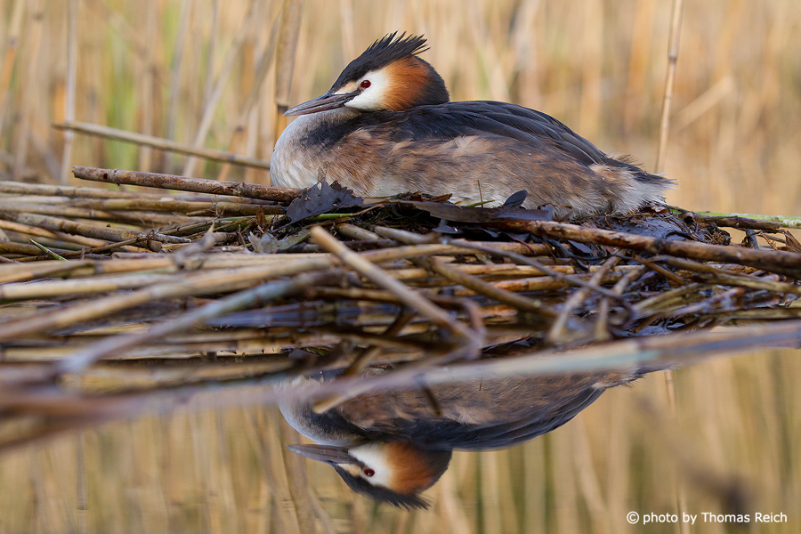 Great Crested Grebe breeds close to shore