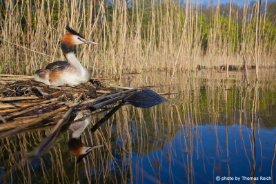 Breeding great crested grebe in reed belt