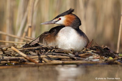 Great Crested Grebe sits on its nest in Germany