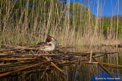 Great Crested Grebe at breeding site in the reeds