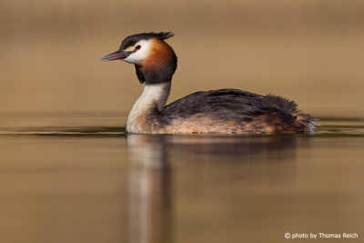 Great Crested Grebe black feather tufts on head