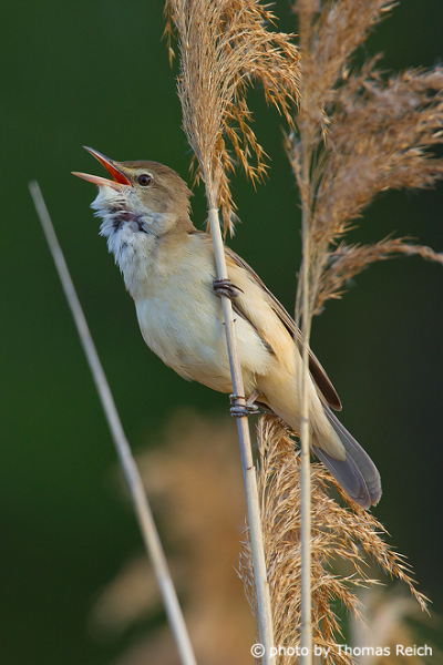 Singing Great Reed Warbler in spring