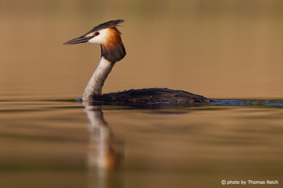 Great Crested Grebe floats on lake surface