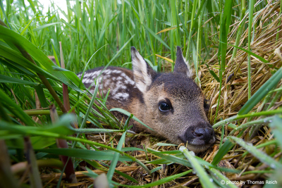 Young Roe Deer close up