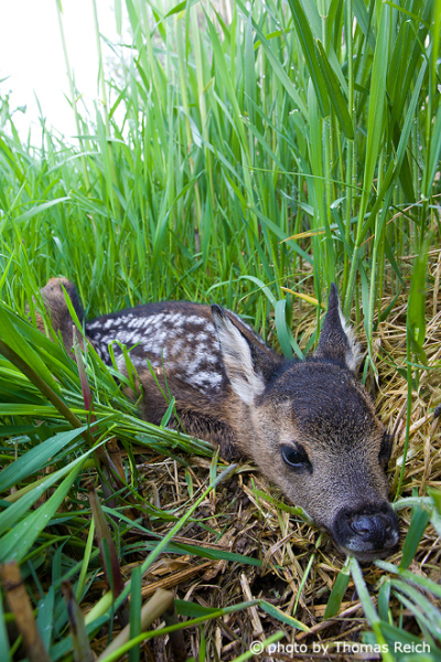 Roe deer offspring in the spring