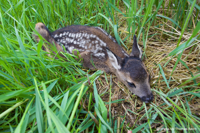 Bambi Reh liegt im Gras