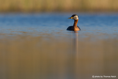 Red-necked Grebe in water