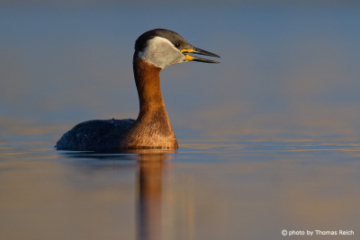 Voice of Red-necked Grebe