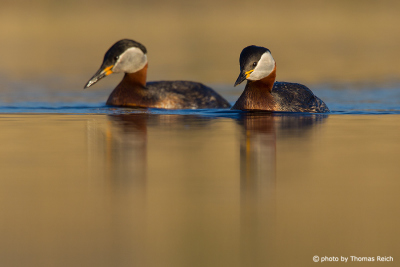 Pair of Red-necked Grebe