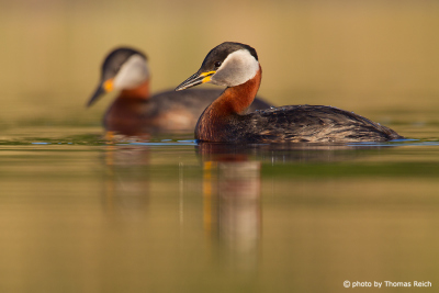Red-necked Grebe couple