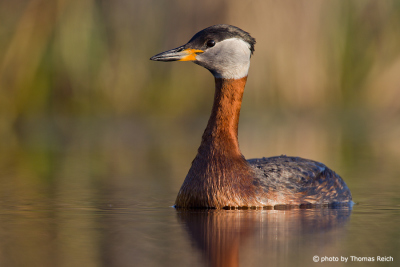 Red-necked Grebe in the reed belt