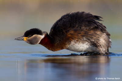 Red-necked Grebe shakes